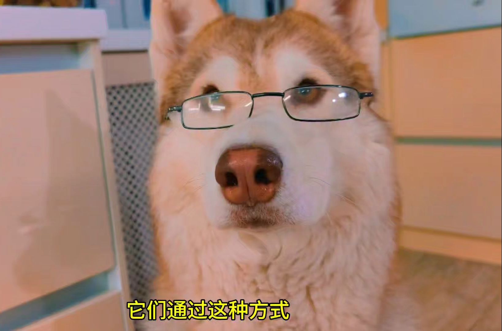狗狗的大东西卡在妈妈嘴里狗狗的大东西意外卡住，妈妈的智慧与爱