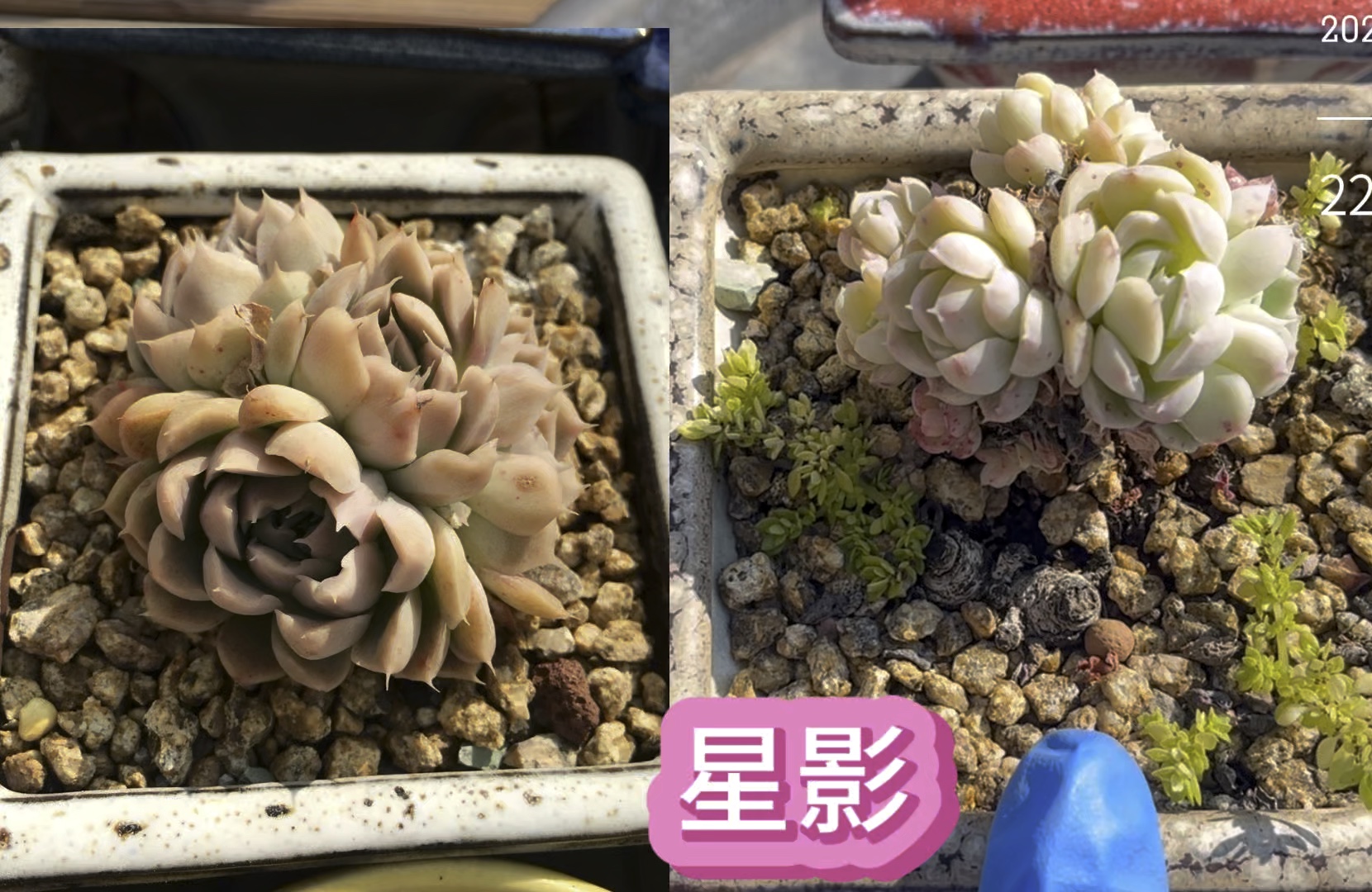 深度交流1V3多肉深度交流，多肉植物的魅力与1V3的独特体验-第2张图片