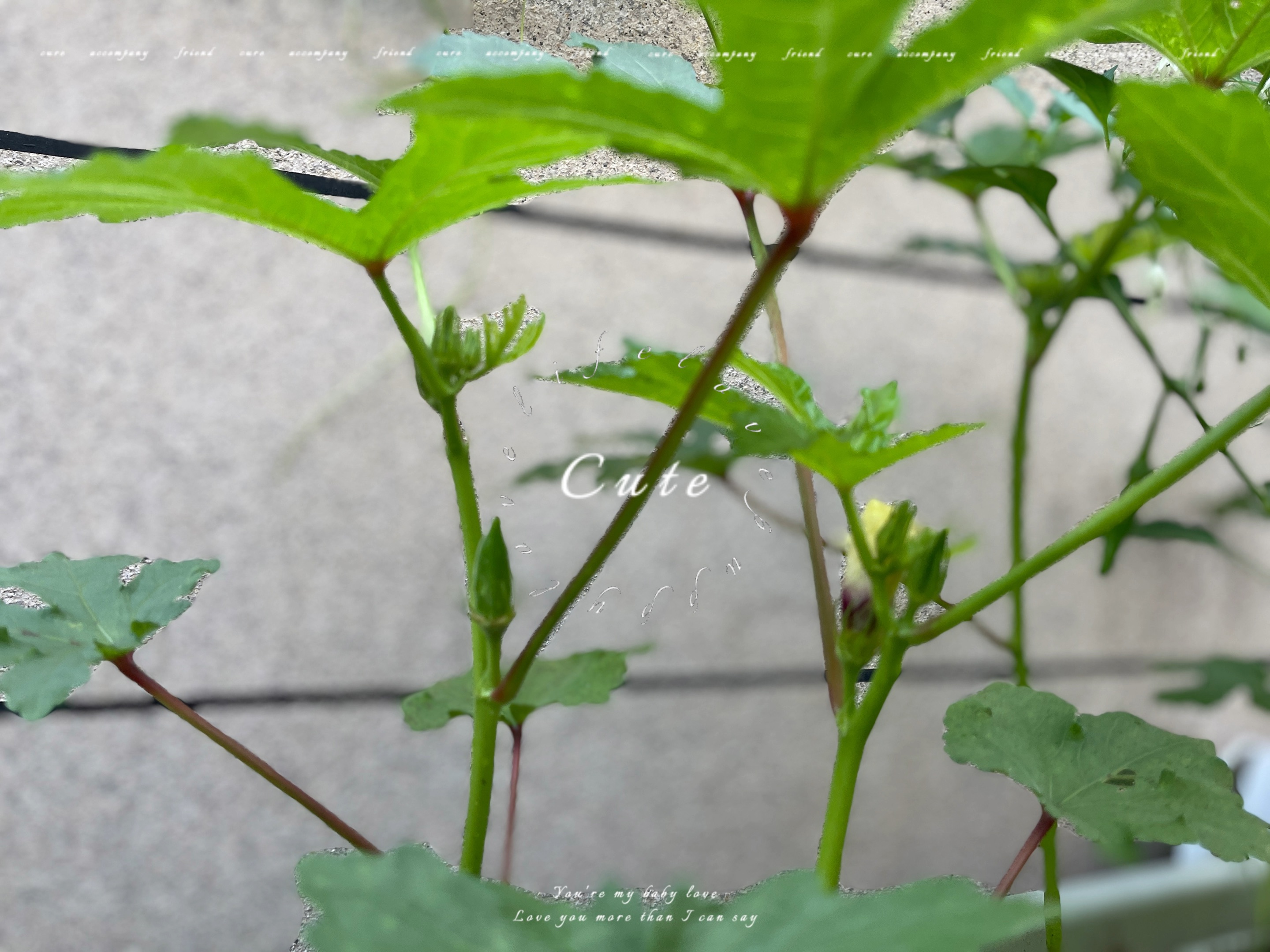 草莓樱桃丝瓜绿巨人蕾丝秋葵榴莲多彩果蔬的奇妙世界——草莓、樱桃、丝瓜、绿巨人、蕾丝、秋葵与榴莲的探索-第1张图片