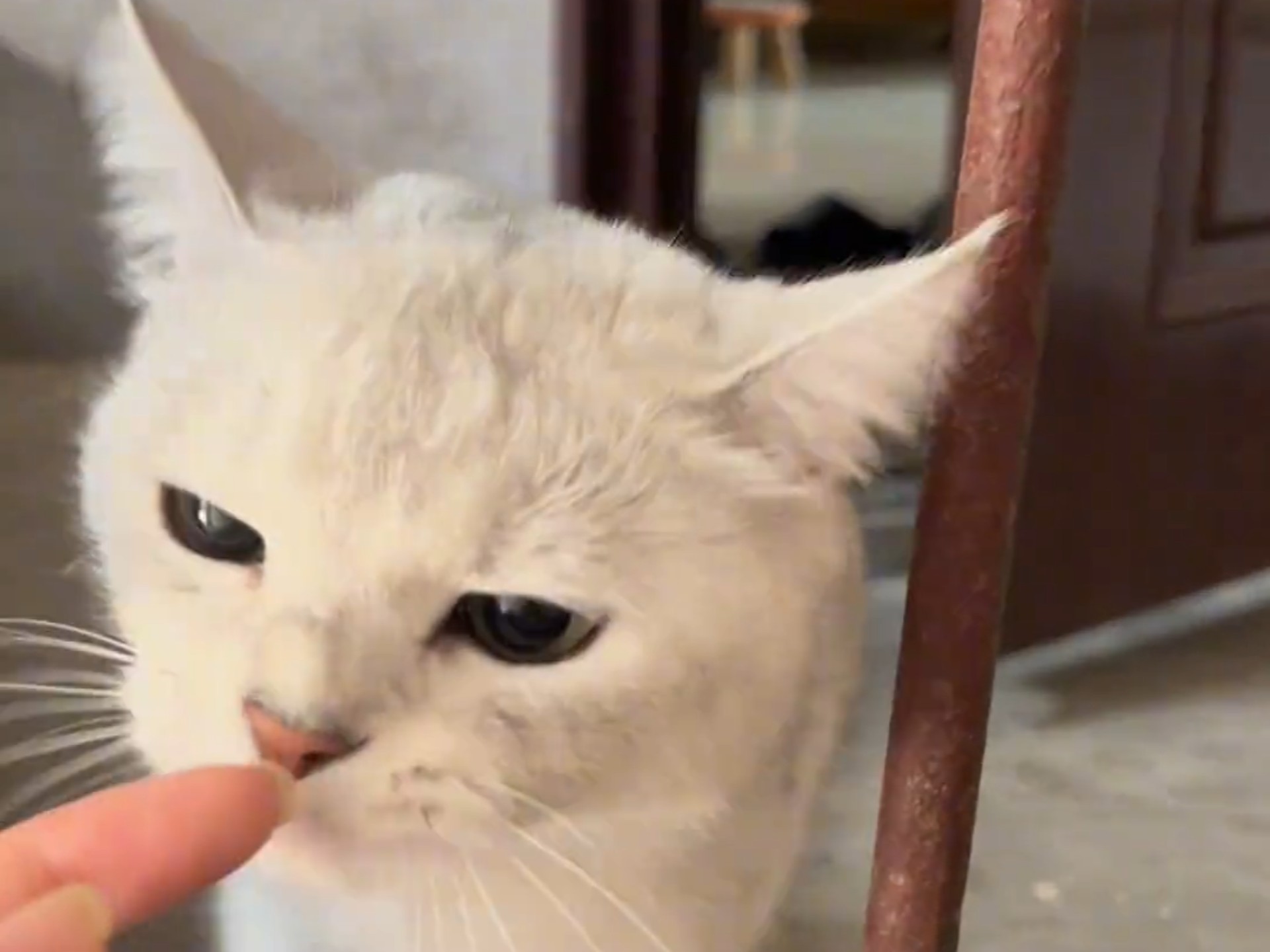 猫咪全新破解版app破解版下载安装探索猫咪全新3.0，一次科技与宠爱的完美融合