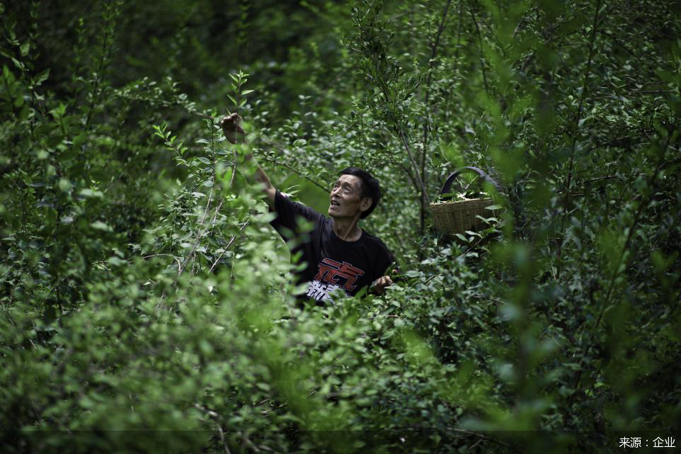 老人森林交易视频的背后故事