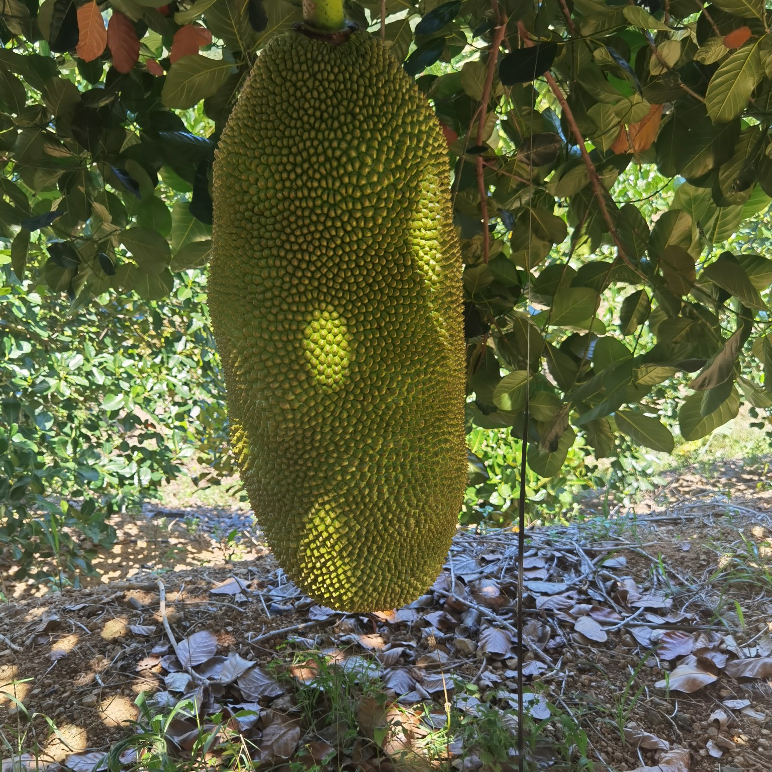 菠萝蜜视频在线完整高清观看菠萝蜜视频在线完整高清观看体验