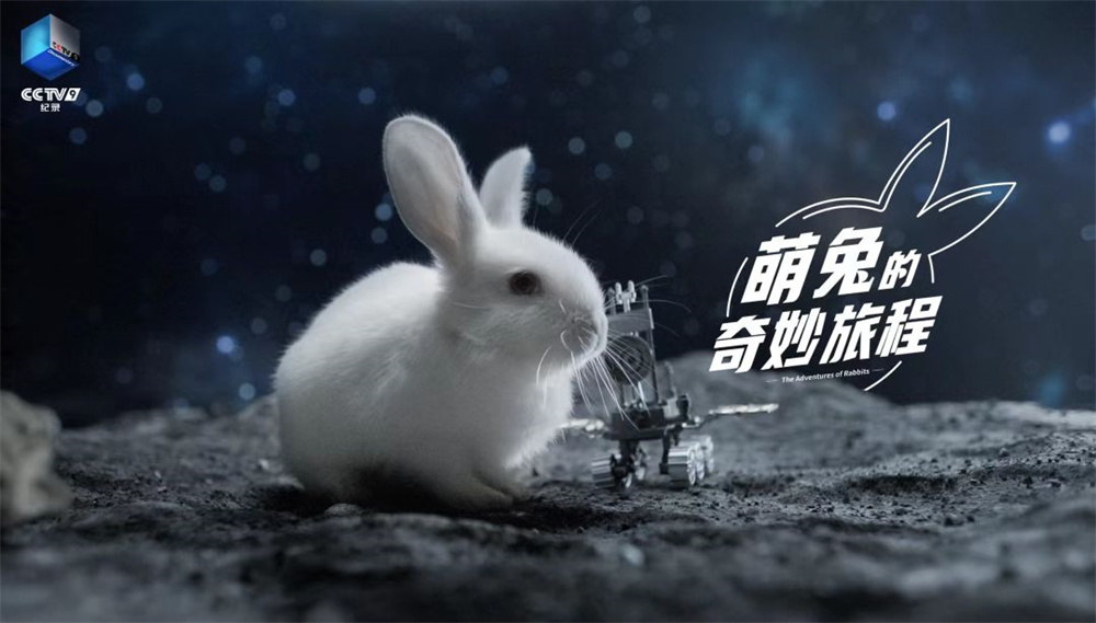 课代表让我吃它的小兔兔视频课代表与小兔兔的奇妙故事-第1张图片