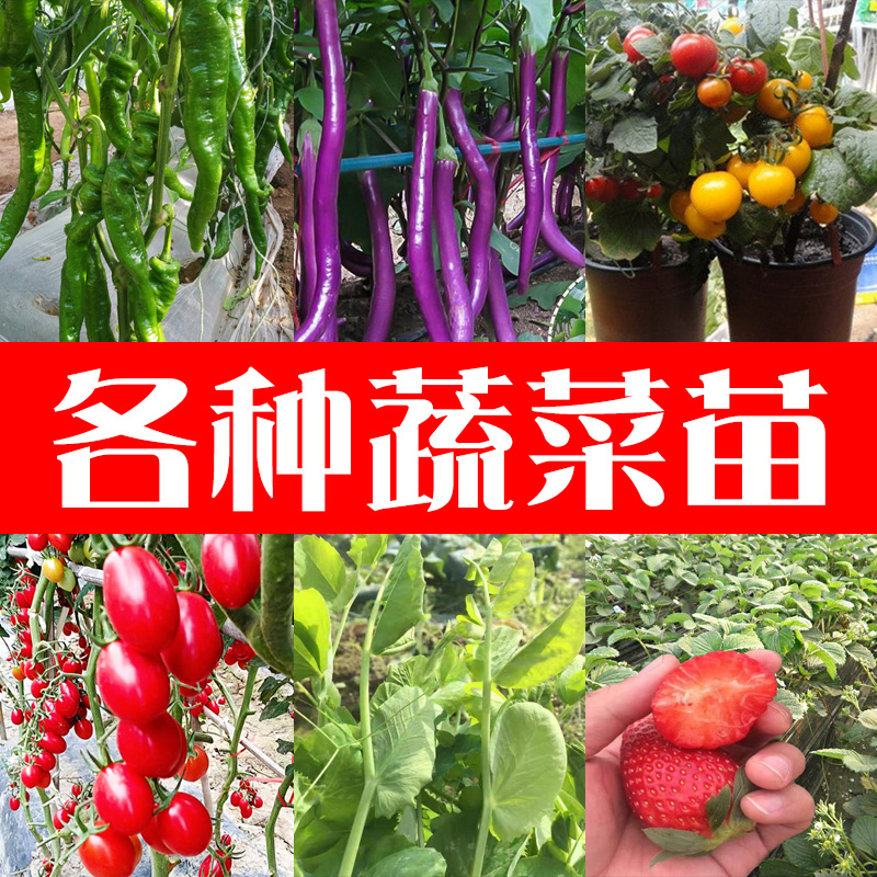 秋葵草莓丝瓜黄瓜绿巨人的2021年种植与营养价值