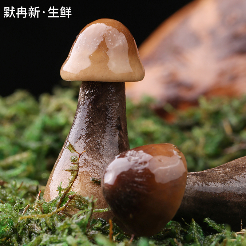 精产国蘑菇品一二三产品区解析