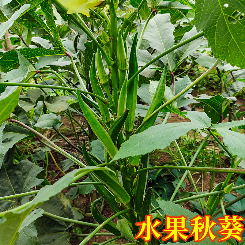 秋葵视频未满18岁ios探索秋葵API，未满入内免费黑科技揭秘-第3张图片