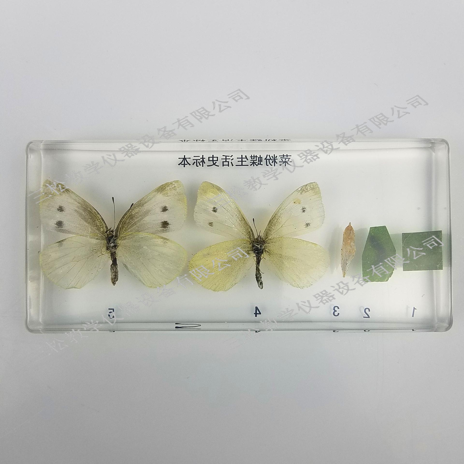 我成了生物课的教具篇1关键词视频我，成为生物课的教具-第3张图片