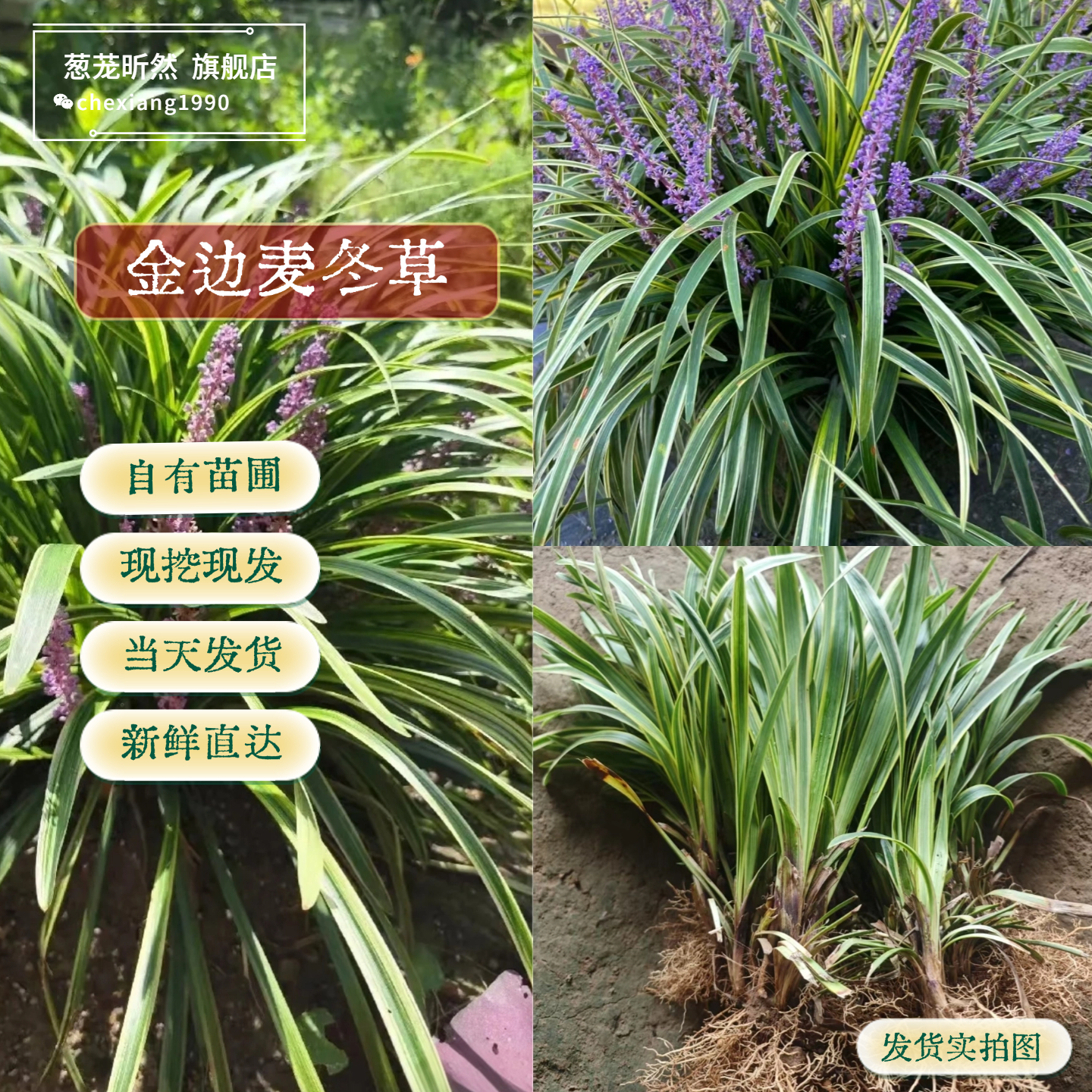 久草新探-第3张图片
