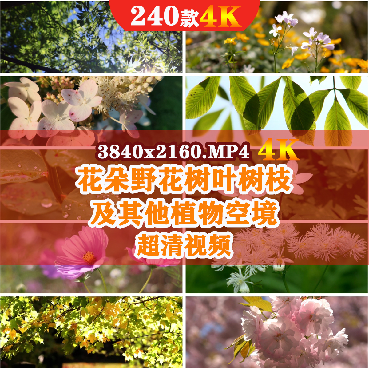 野花视频在线观看视频完整版下载野花之美，在线观看视频完整版体验