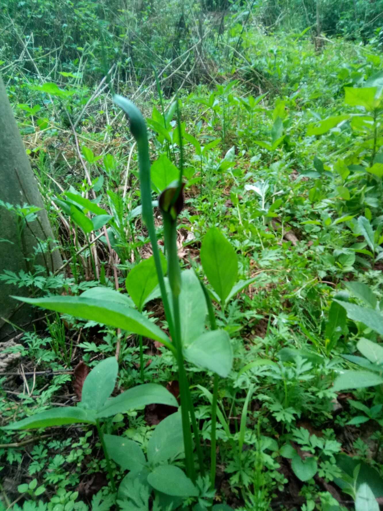 野花社区免费观看视频6野花社区免费观看视频资源探索