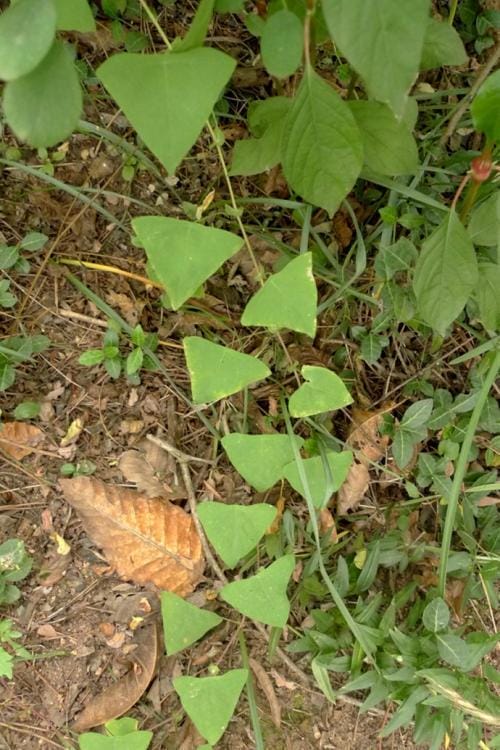 野草生长的神秘世界——一二三四地区的乱码探索