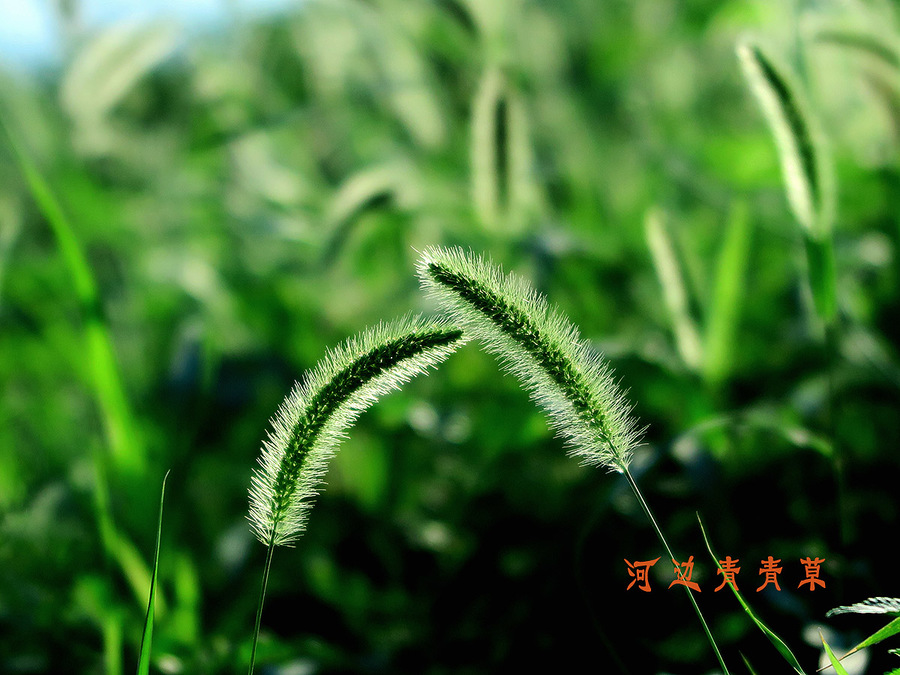 青青草网站，绿色生态的数字乐园-第1张图片