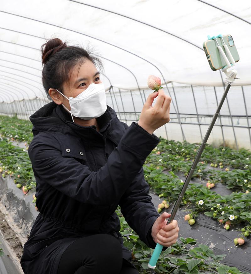 草莓直播在线观看免费播放高清视频草莓直播，高清在线免费观看的魅力之旅-第2张图片