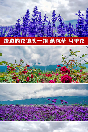 野花视频中文免费观看的探索与体验-第1张图片