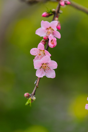 桃花视频，高清完整版免费观看新体验
