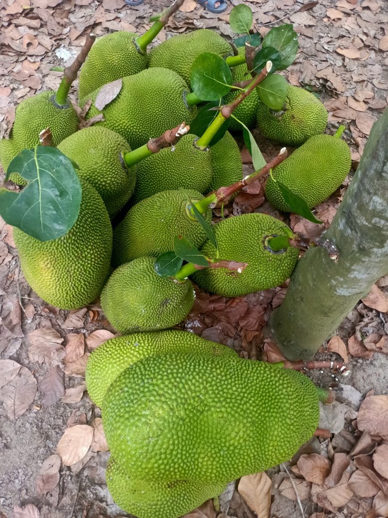 菠萝菠萝蜜免费观看影视菠萝菠萝蜜，免费观看影视的乐趣与选择-第3张图片