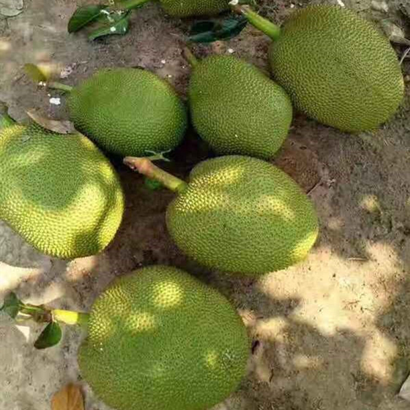 菠萝蜜app下载汅api免费新版菠萝蜜APP下载汅API免费新版，探索全新社交体验-第2张图片