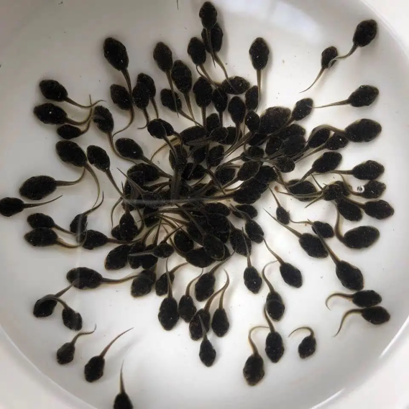 小蝌蚪视频在线观看完整高清免费小蝌蚪视频，高清免费在线观看体验
