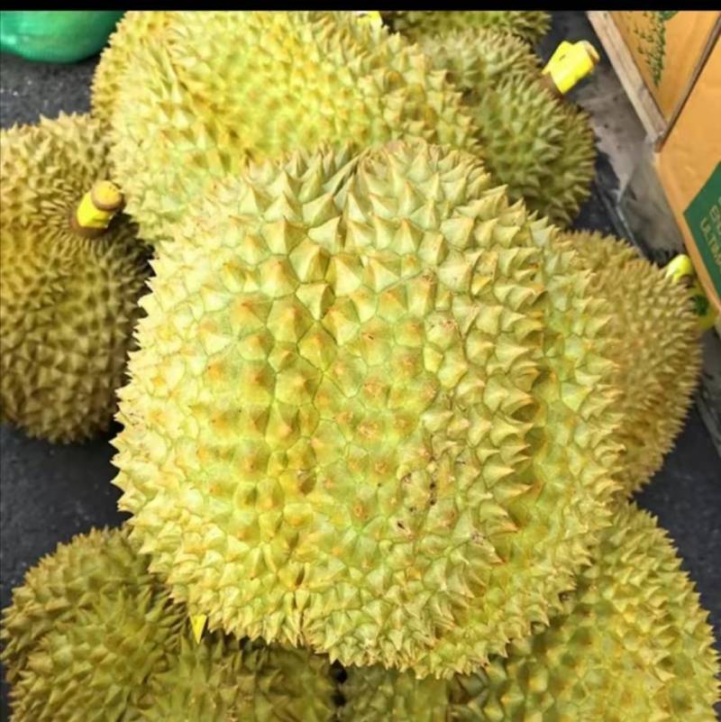 榴莲秋葵绿巨人WWW手机版榴莲秋葵绿巨人WWW手机版，探索与体验的奇妙之旅-第1张图片