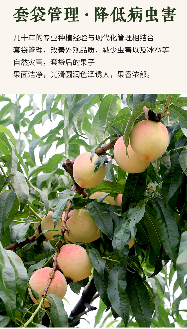 水蜜桃一卡至四卡的魅力之旅-第2张图片