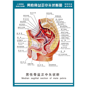 男性人体网探索男性人体网络，构造、功能与健康的重要性-第1张图片