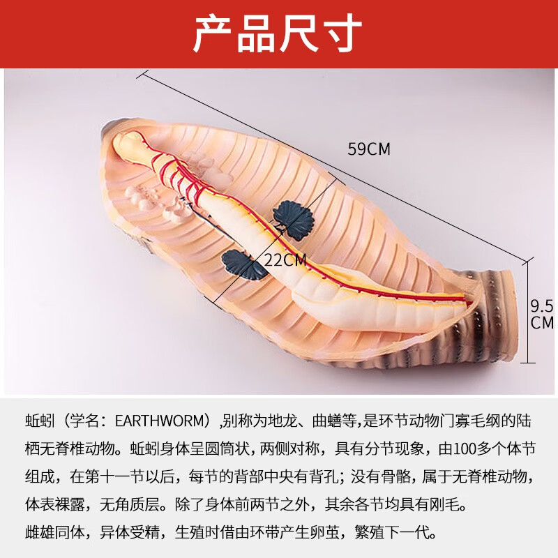 我成为生物课性实验的教具，一次特殊的经历