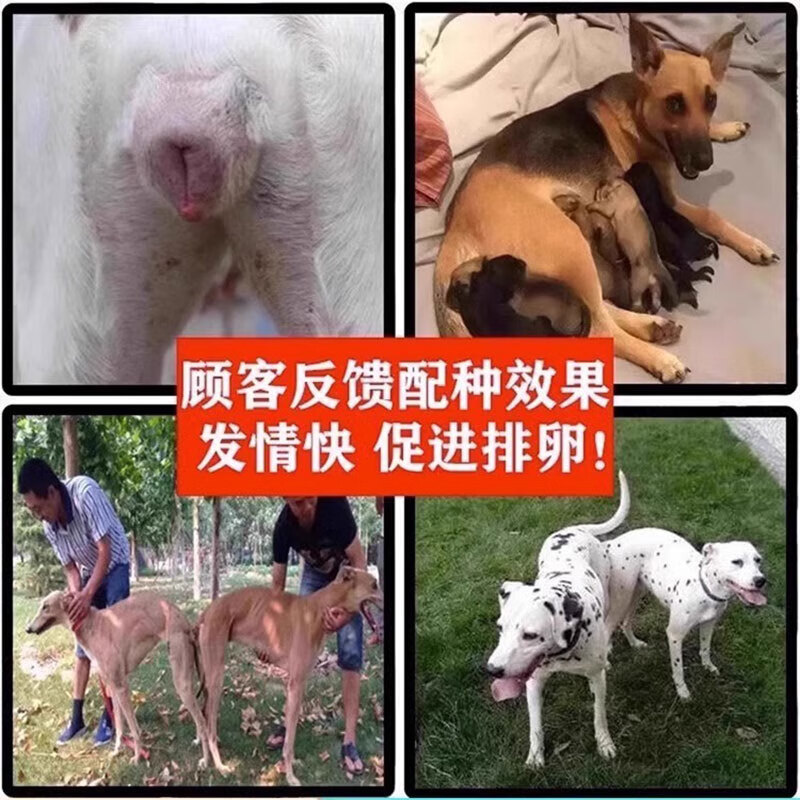 人狗交配关于人狗交配的误解与科学解析-第3张图片