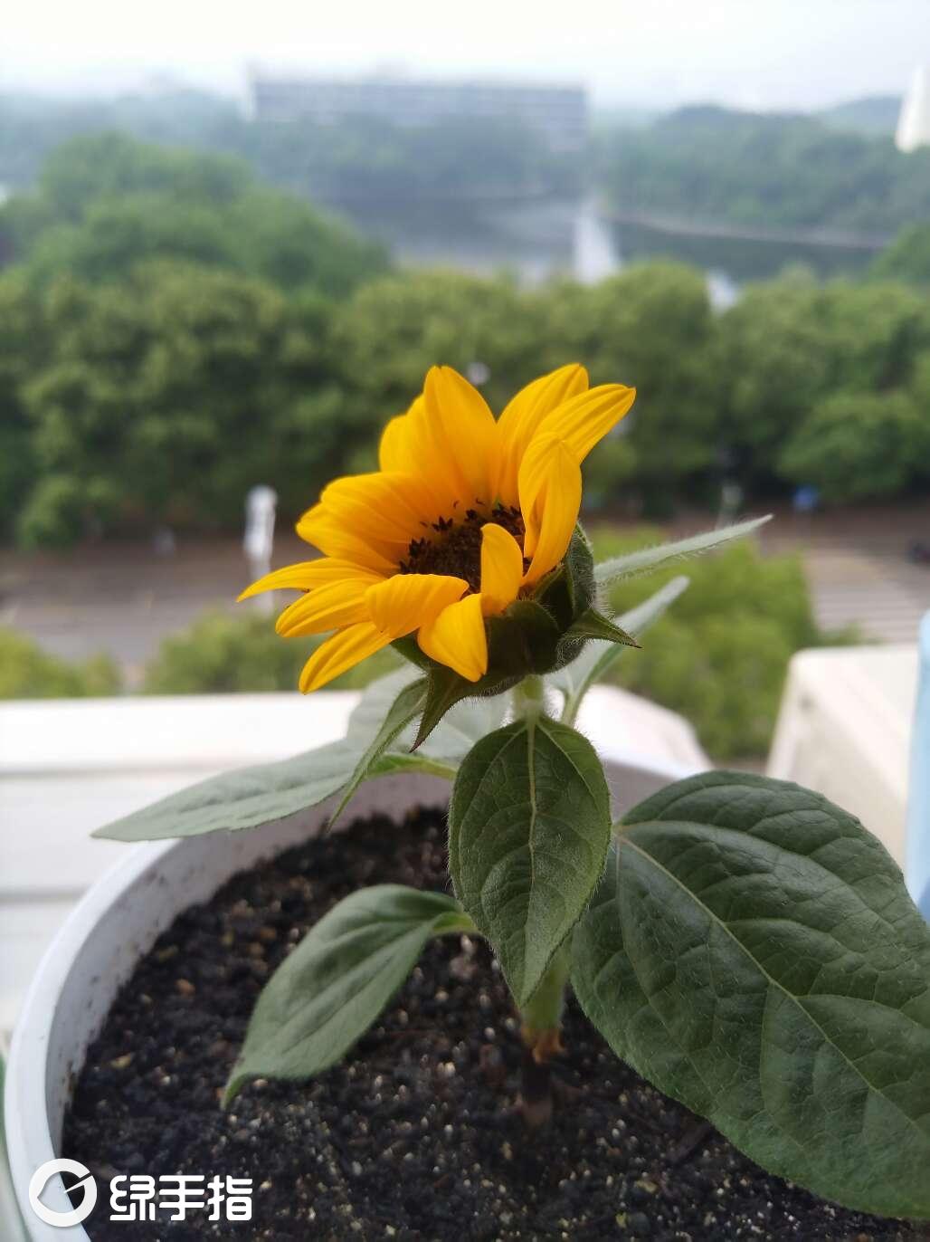 探索向日葵视频与草莓视app的下载与使用指南-第2张图片