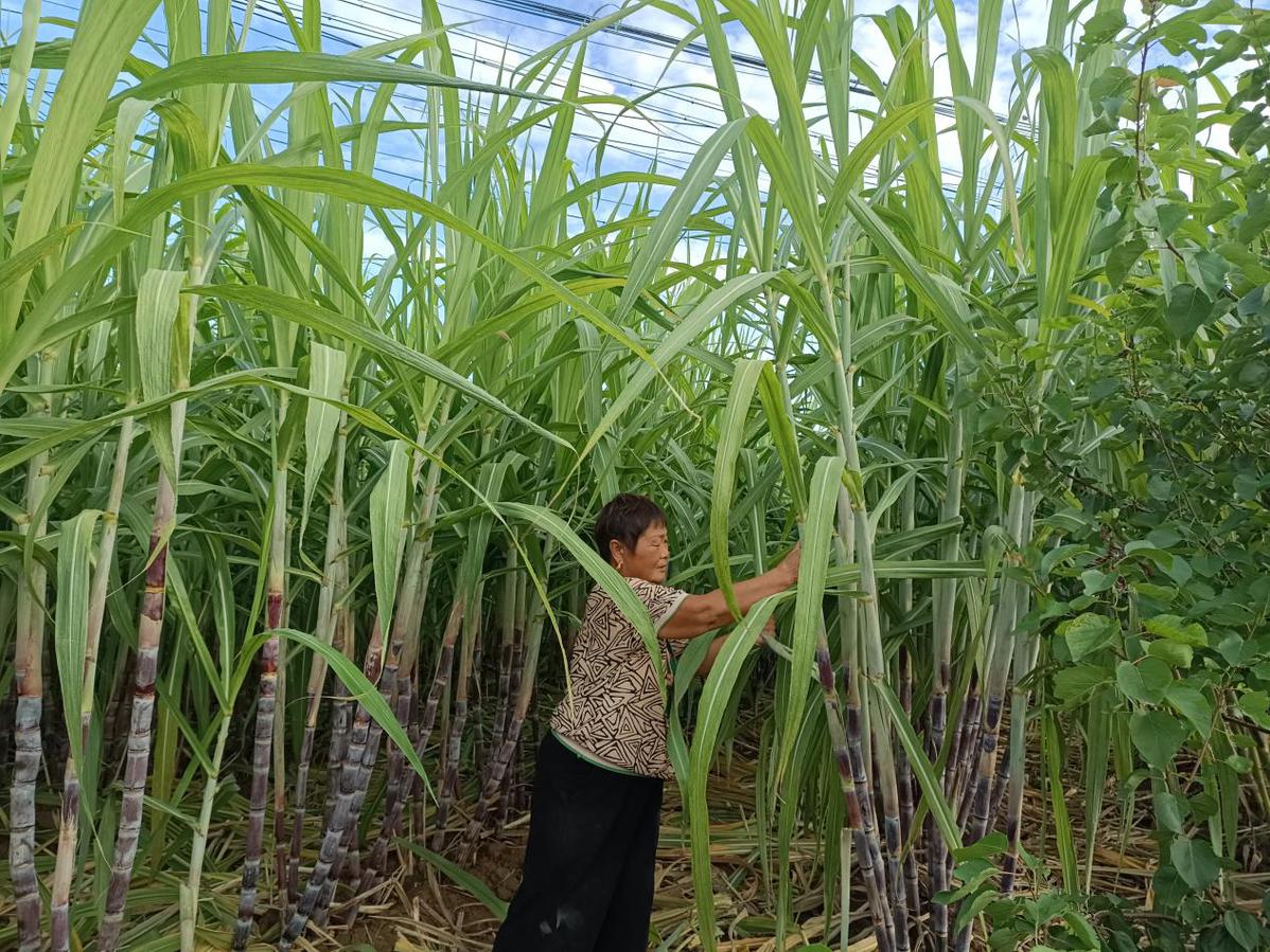 甘蔗地里的快乐生活