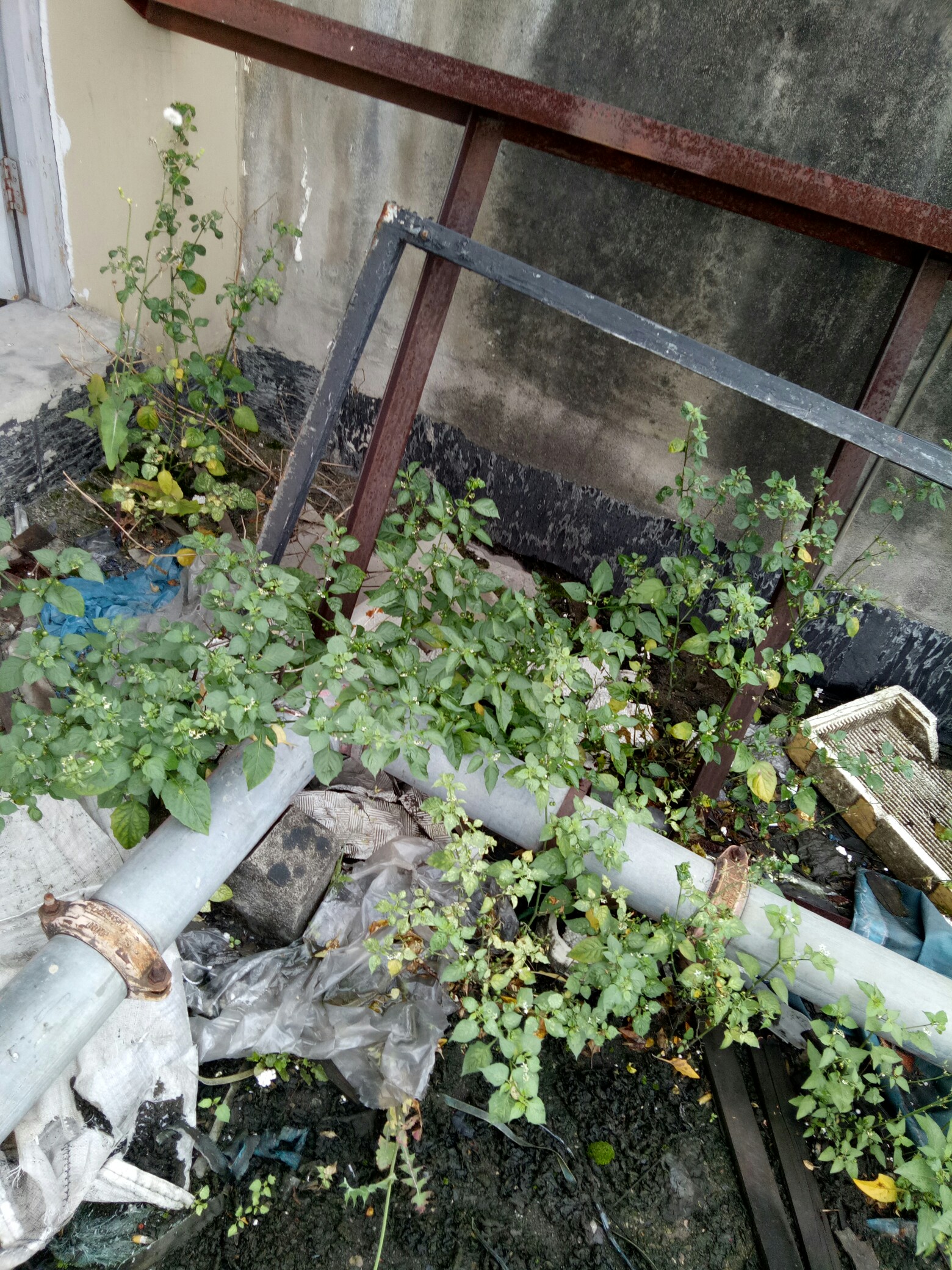 野花社区在线观看体验报告-第3张图片