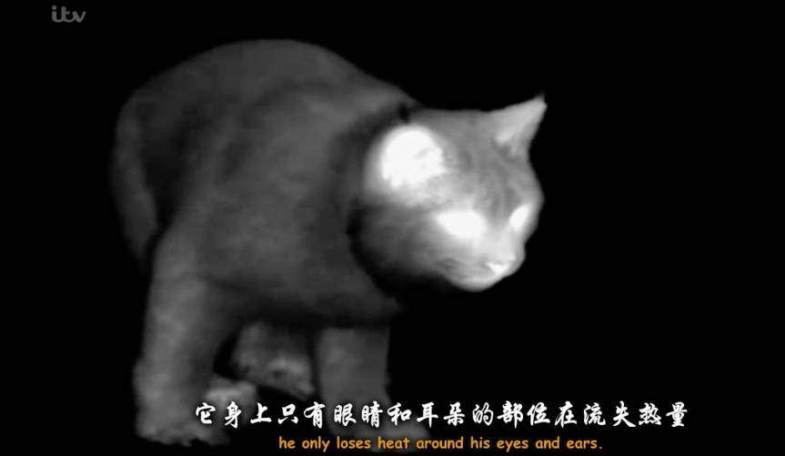 中国一级特黄剌激爽毛片中国电影的多元性与艺术探索——以特级刺激爽毛片为例-第2张图片
