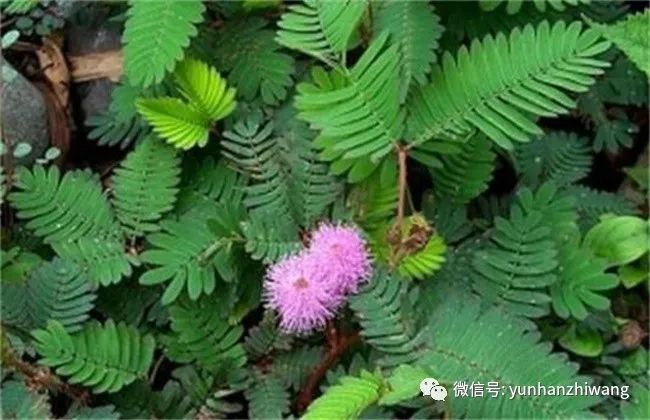 含羞草传媒4206，探索数字媒体的新篇章