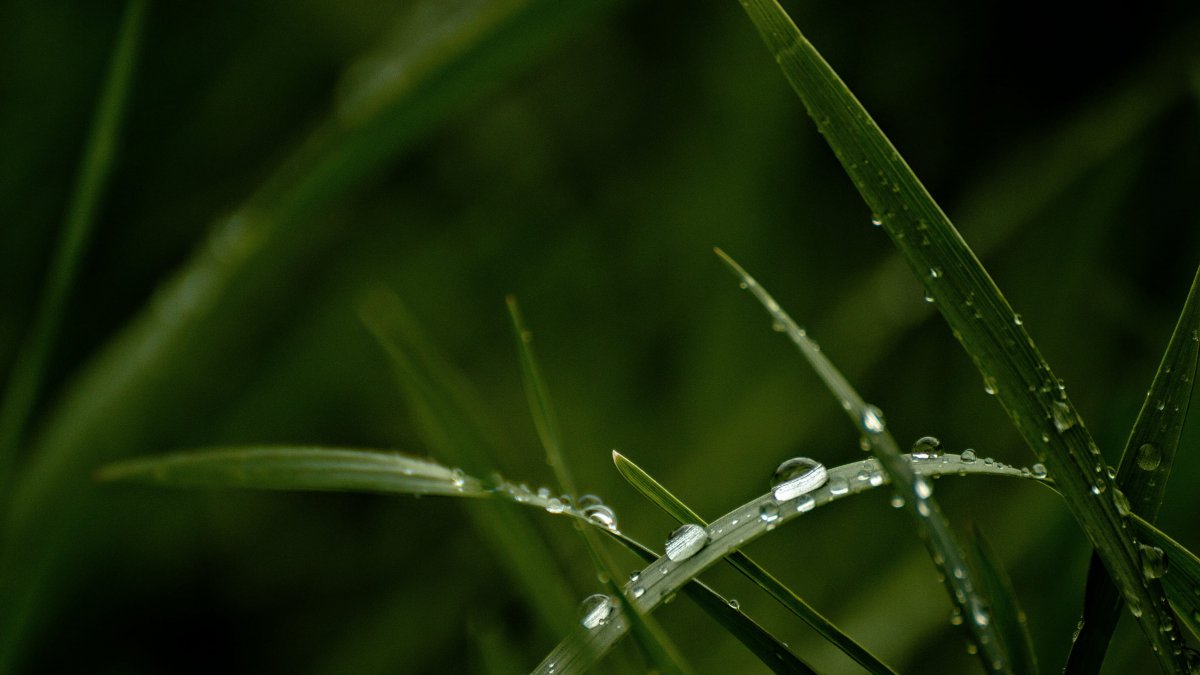 青草资源站青草资源站——绿色生态的守护者