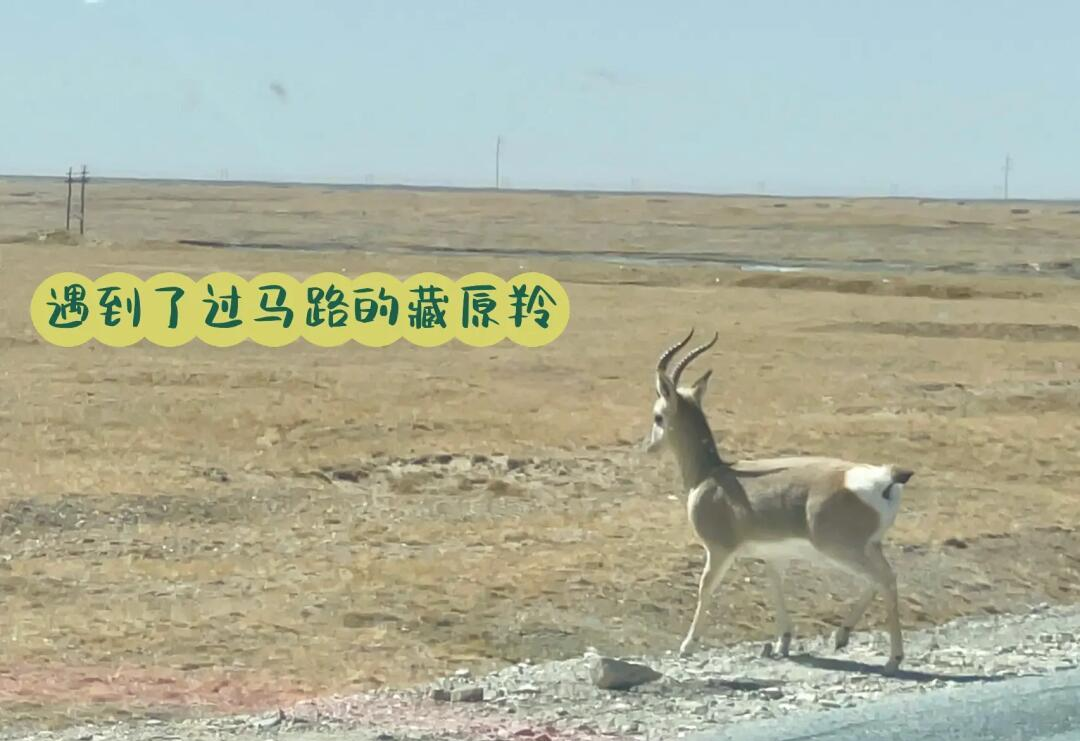 99无人区码一码二码三码...探索神秘99无人区，一码、二码、三码的深度解析-第2张图片