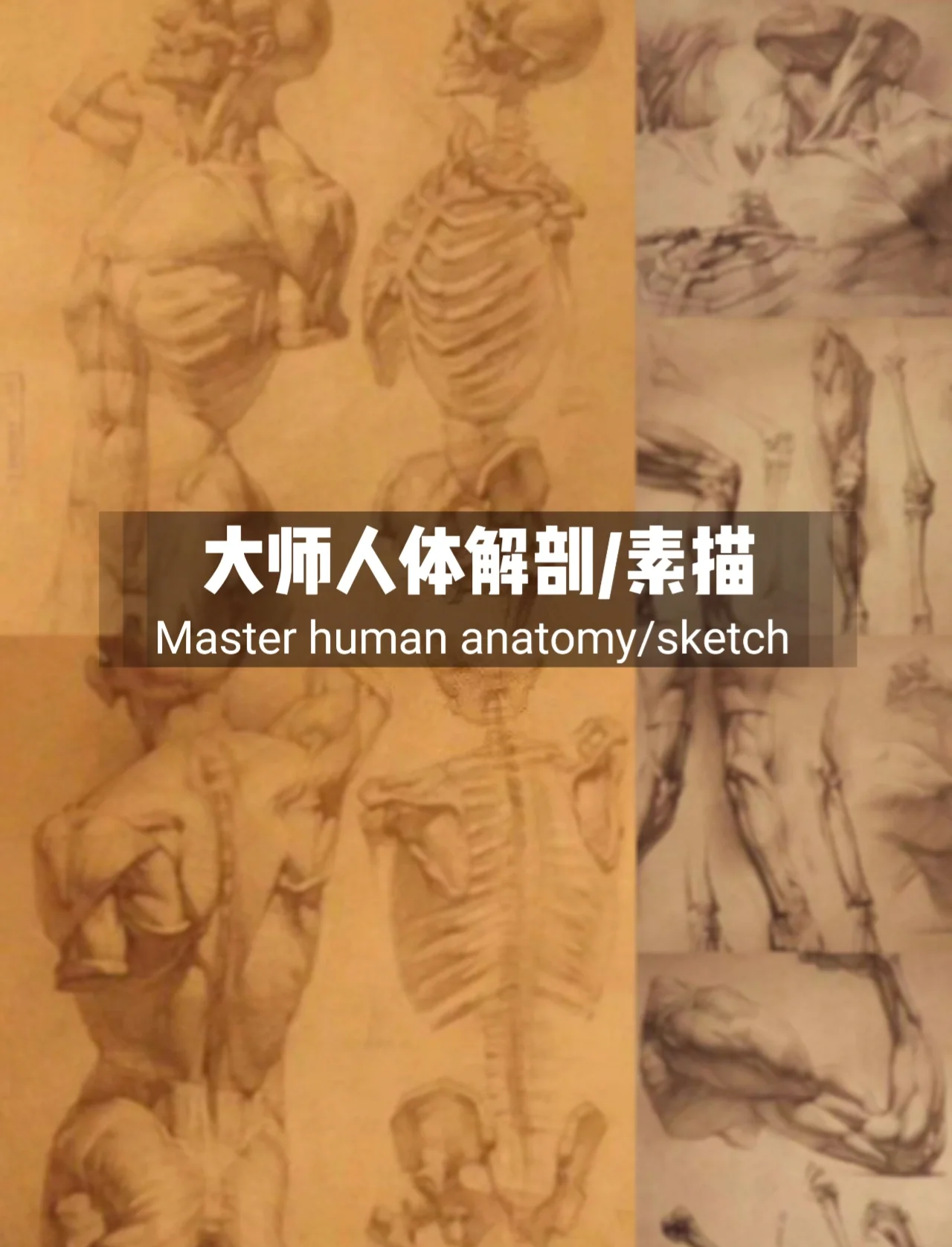 c点和g在哪个部位点探索人体奥秘，C点和G的位置揭秘-第2张图片