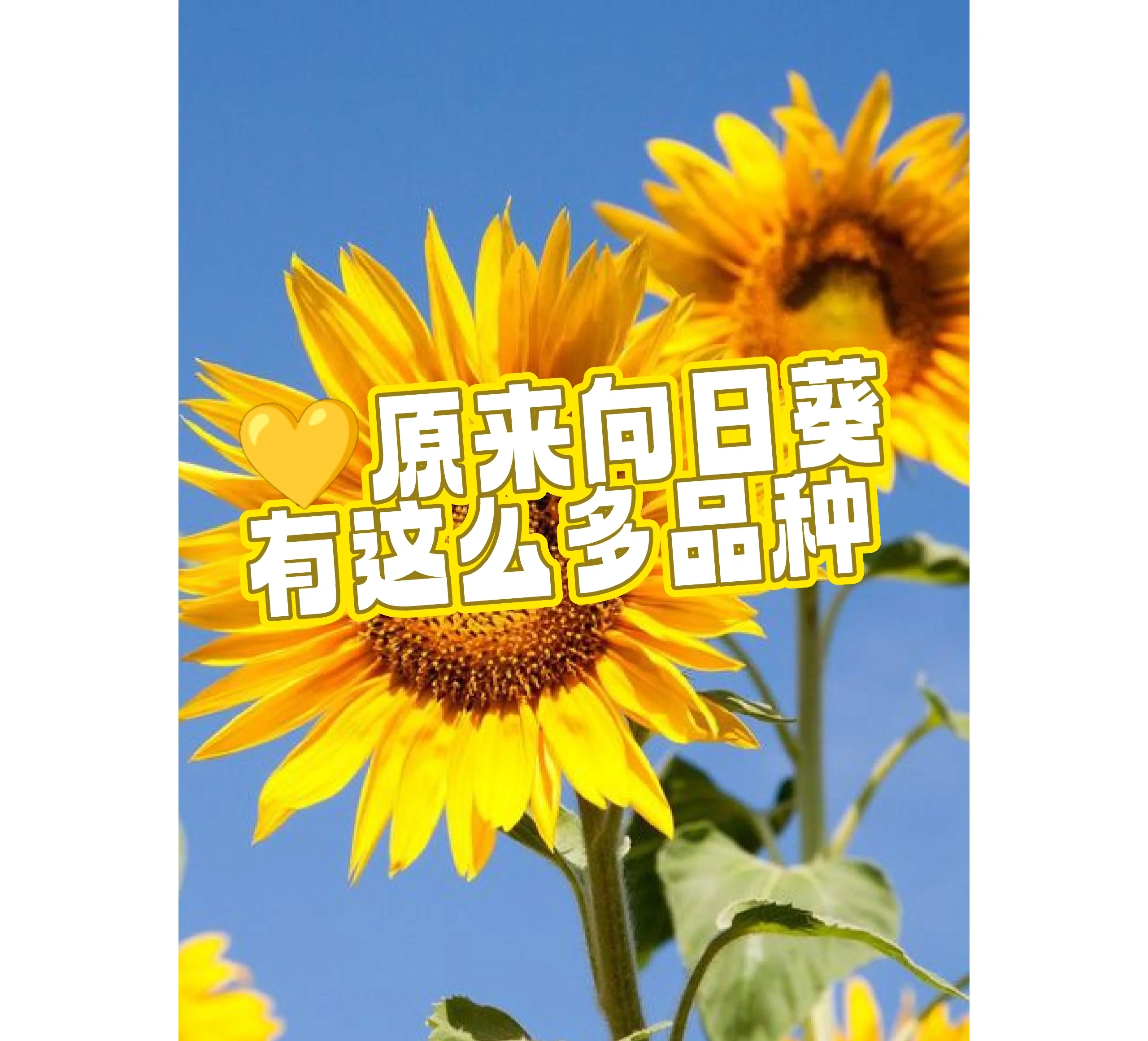 向日葵APP在线下载网址进入向日葵APP，便捷生活的在线下载之旅-第1张图片