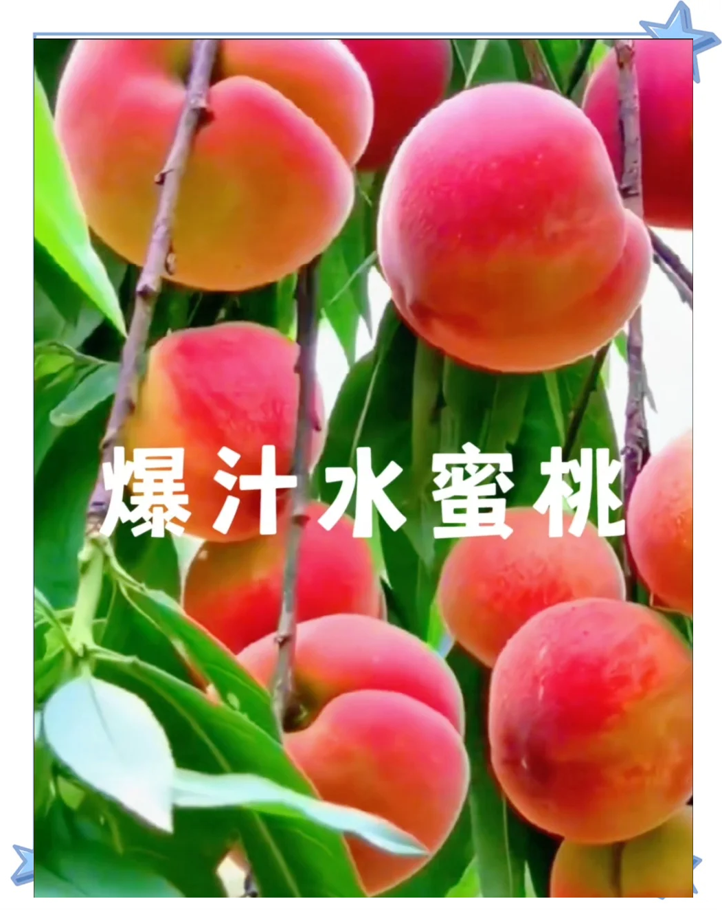他的水蜜桃，甜蜜的邂逅与独特的魅力-第3张图片