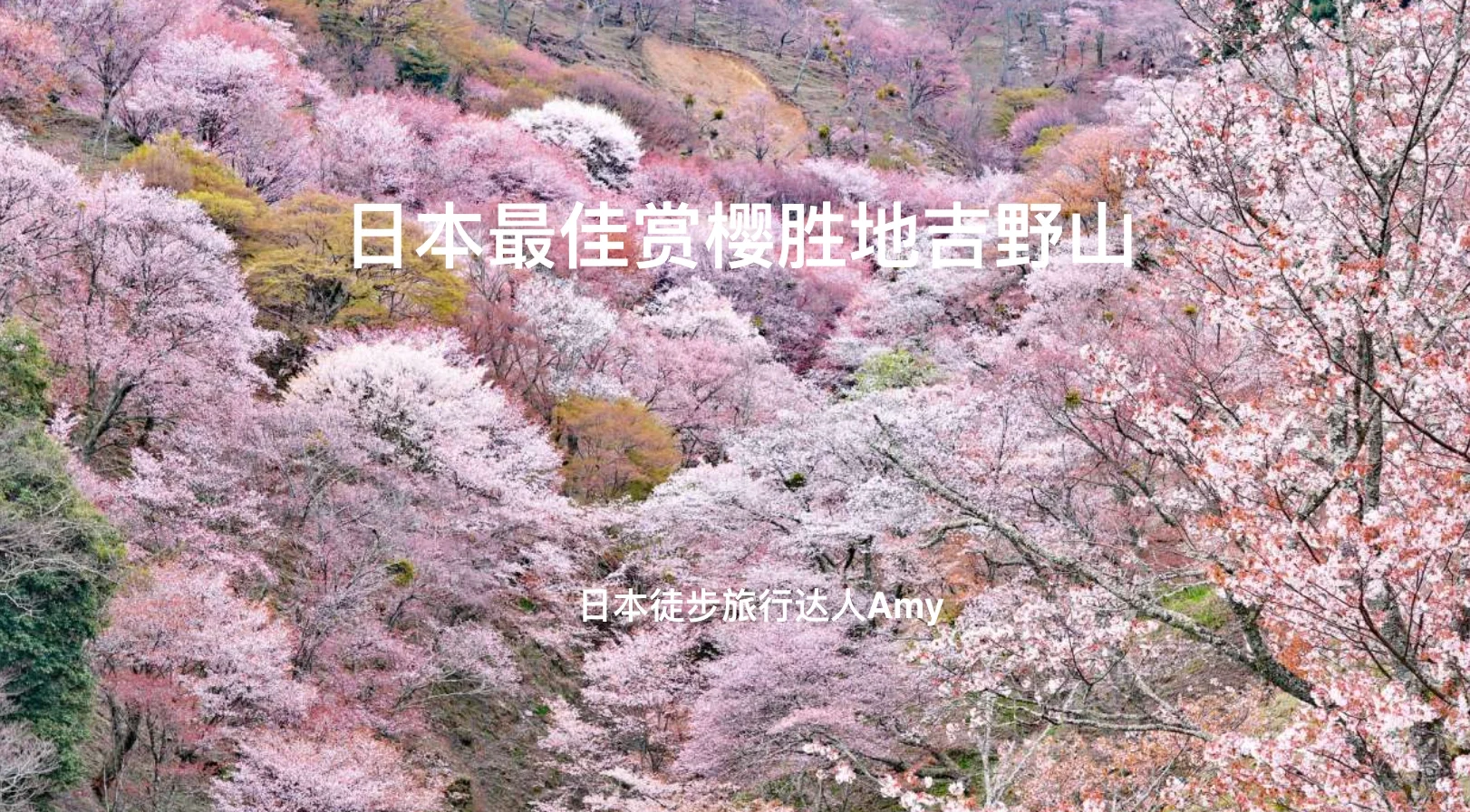 野花之美，日本自然之宝的免费观赏之旅