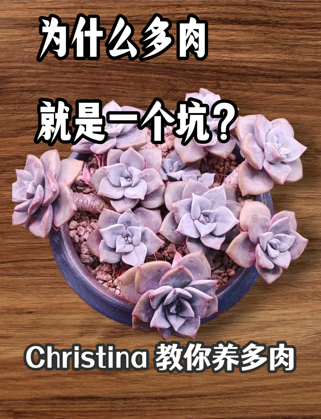 300污多肉多肉植物的魅力与养护之道——以500篇污篇为引-第2张图片