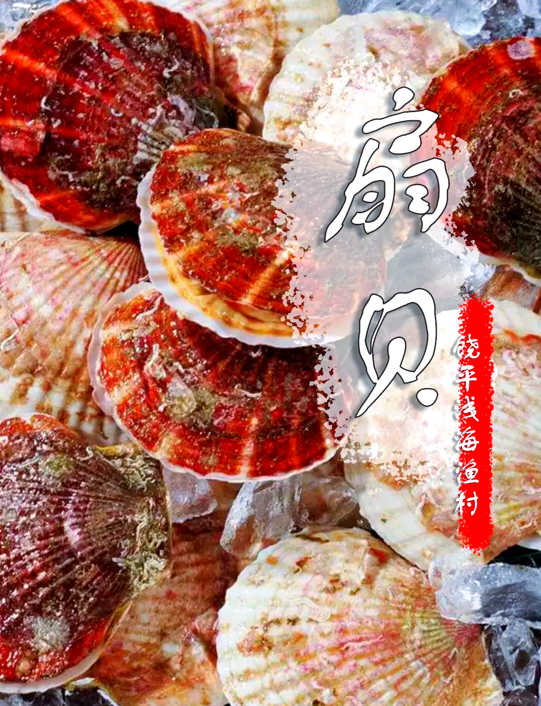 小东西你下面的扇贝真好喝品味小东西的独特魅力——扇贝的美味之旅