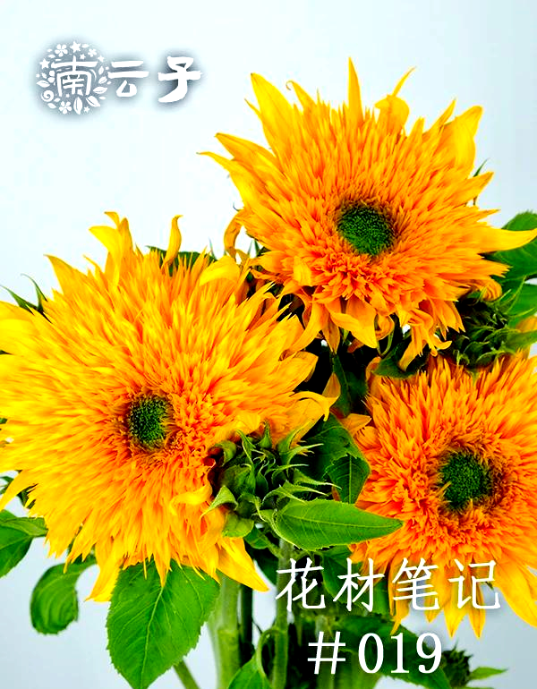 探索向日葵APP，安卓下载与18在线观看的便捷途径
