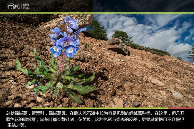 野花韩国视频免费高清观看的探索之旅-第2张图片