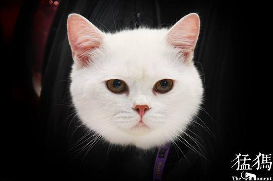猫咪全新地址免费播放器猫咪全新3.0，引领宠物科技新纪元