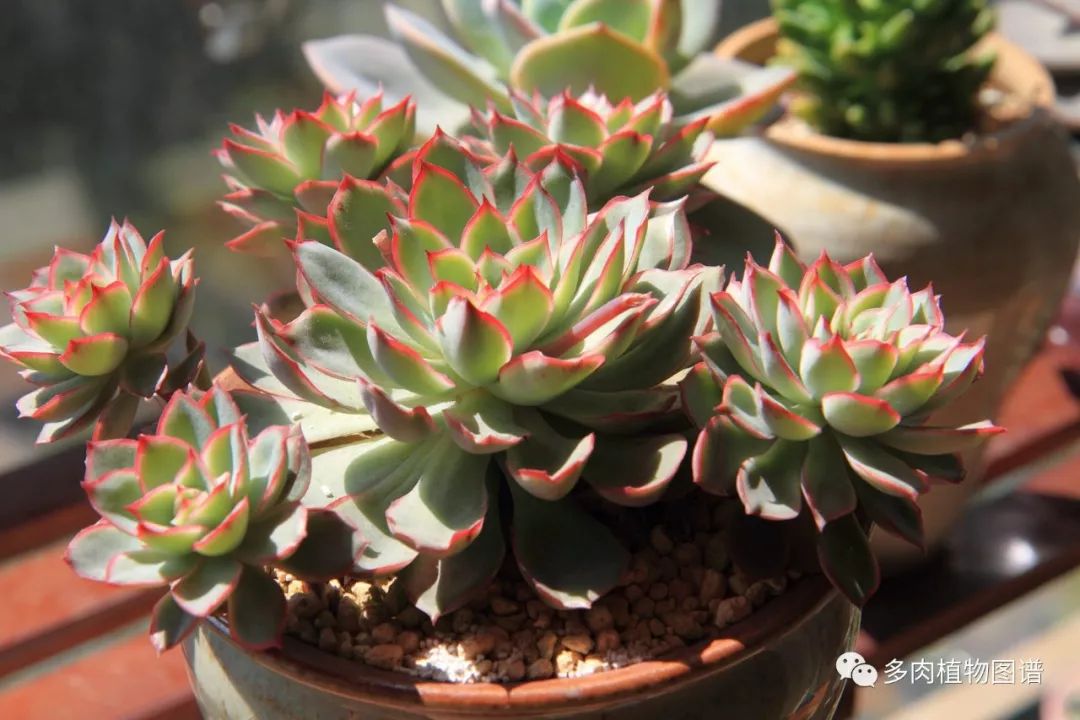 高N车与多肉植物的邂逅——城市公交车的多元体验