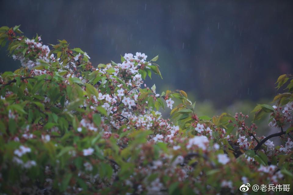 春雨视频直播免费的观看春雨视频直播，免费观看的精彩世界