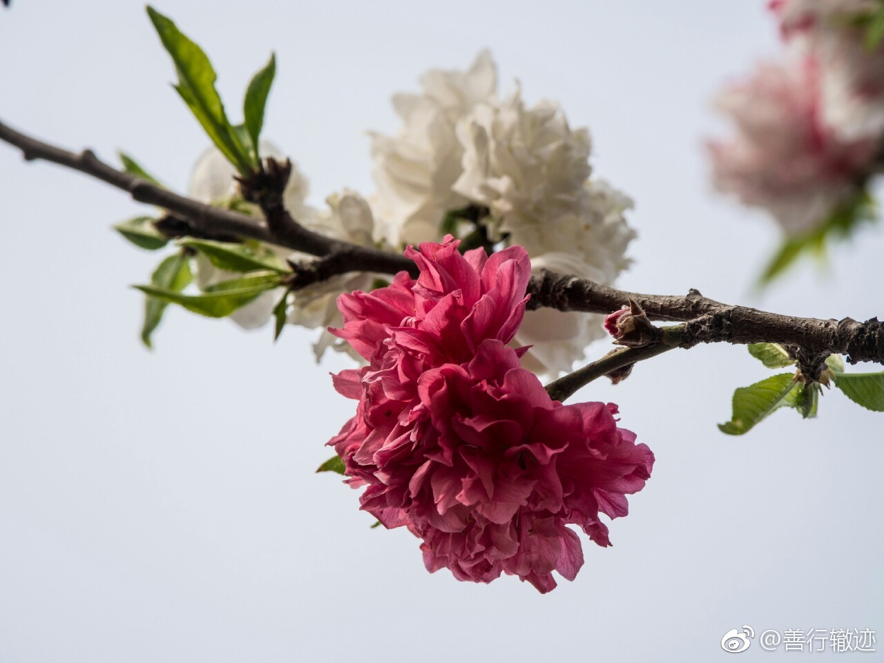樱花imomone樱花官网IMOMOE入口的探索之旅-第1张图片