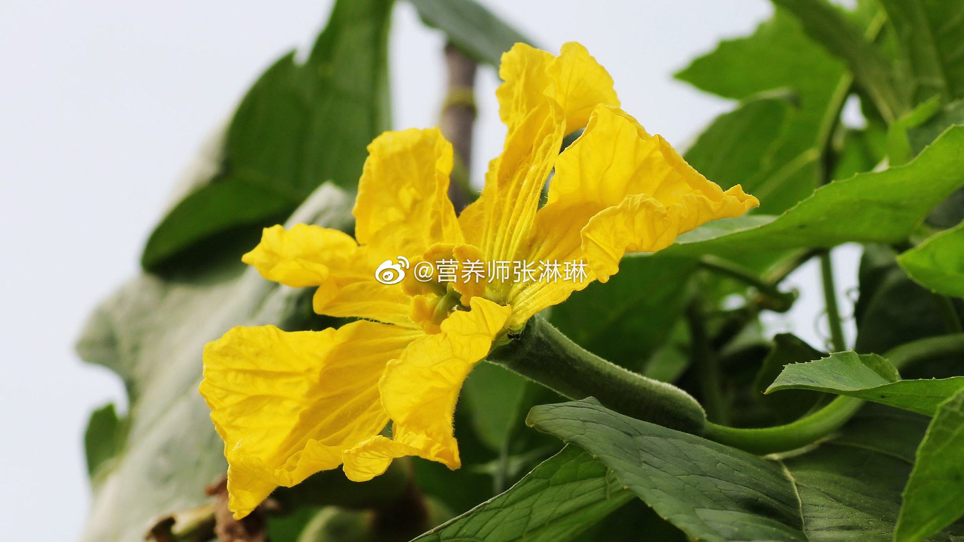 樱桃视频ios下载无限看 - 丝瓜i探索樱桃视频APP的无限可能 - 丝瓜IOS苏州晶体公司免费体验
