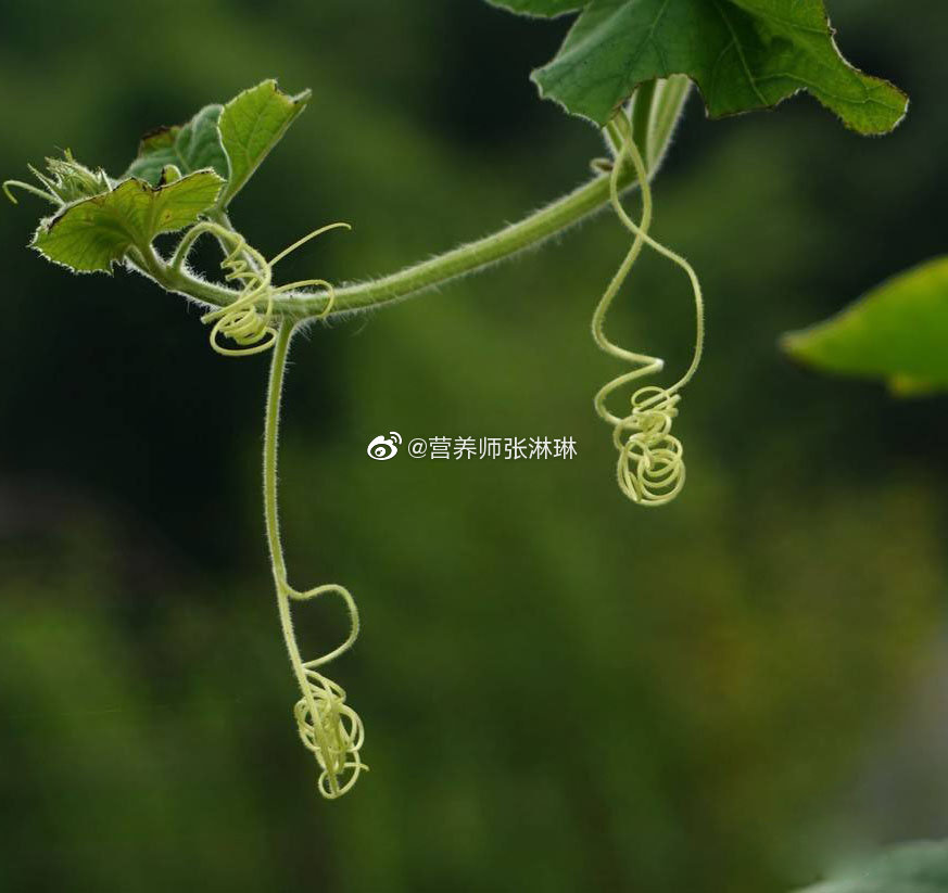小猪草莓丝瓜深夜释放自己歌词深夜释放的旋律，小猪草莓丝瓜的歌词故事-第2张图片