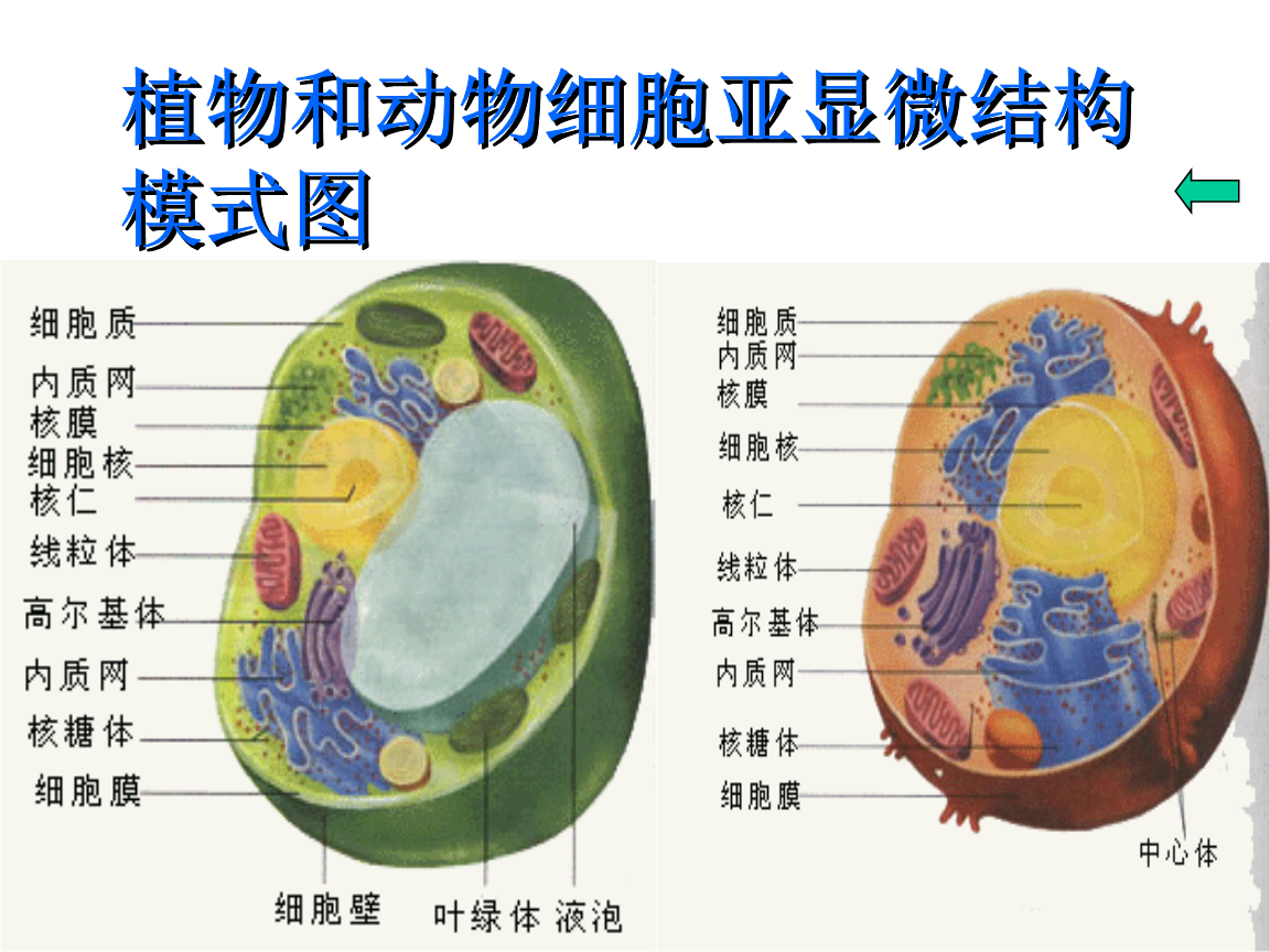 狗的dna和人的一样吗狗的DNA与人的DNA差异，一项深入探究的视频解读-第3张图片