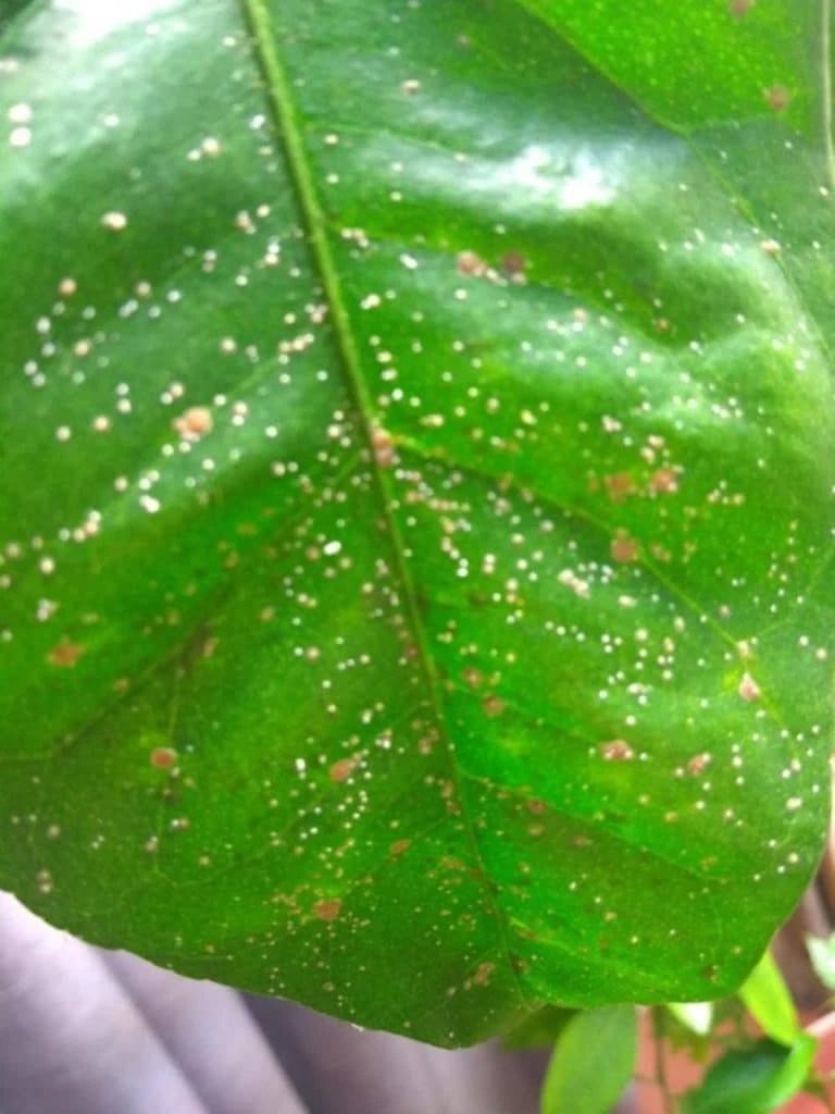 小东西的疏忽，几天未做水喷洒的后果